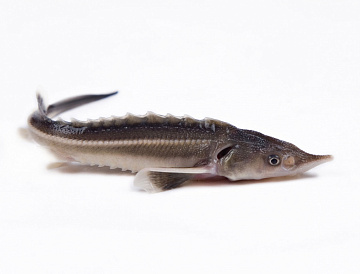 Стерлядь 0,7-1,5 кг непотрошеная аквакультура (свежемороженая) Фото Стерлядь 0,7-1,5 кг непотрошеная аквакультура (свежемороженая)