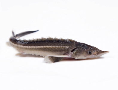 Превью Стерлядь 0,7-1,5 кг непотрошеная аквакультура (свежемороженая)